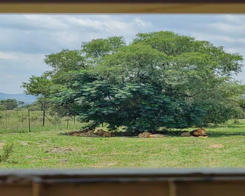 From Johannesburg : Lion Park Tour with Lesedi Village Tour - Authenticity and Value