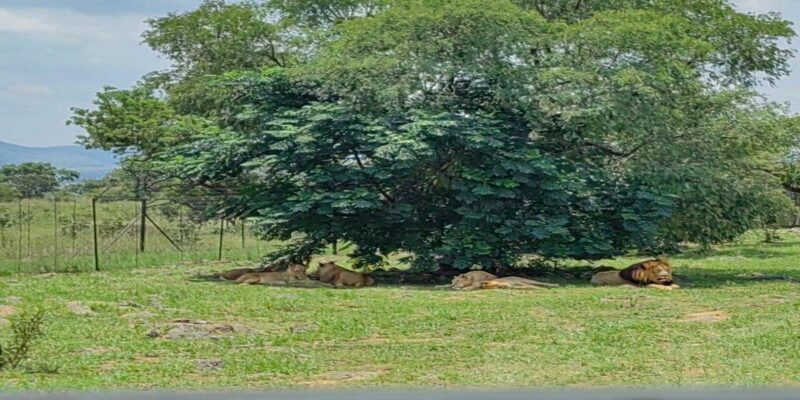 From Johannesburg : Lion Park Tour with Lesedi Village Tour - Timing and Group Size