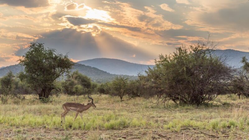 From Johannesburg: Pilanesberg National Park Safari - Detailed Review of the Pilanesberg Safari Experience