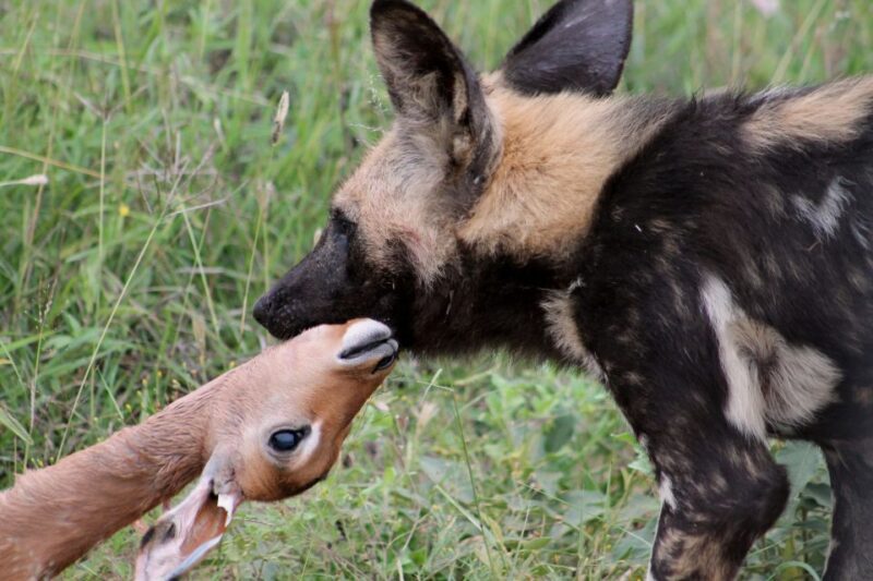From Johannesburg: Pilanesberg Nature Reserve Game Safari - Key Points