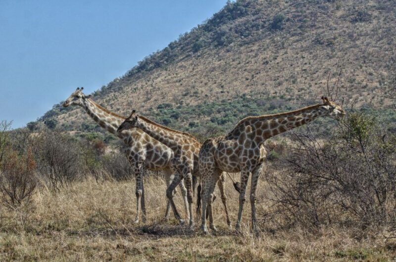 From Johannesburg: Pilanesberg Nature Reserve Game Safari - The Sum Up