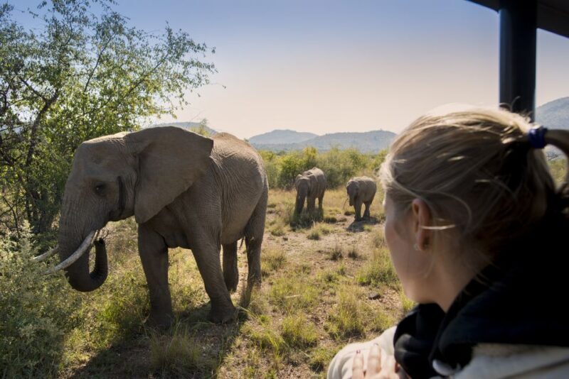 From Johannesburg: Pilanesberg Nature Reserve Game Safari - Frequently Asked Questions