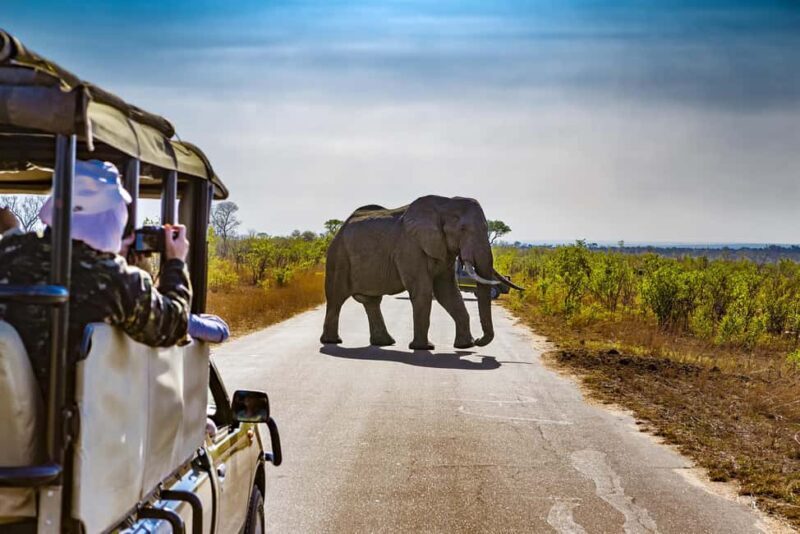 From Johannesburg: Pilanesberg Wildlife Safari - Practical Details and Tips for Travelers