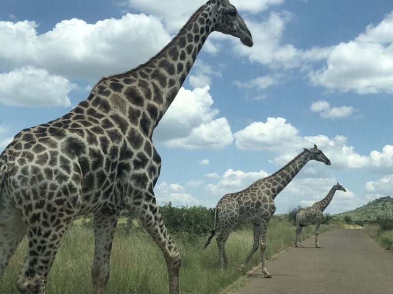 From Johannesburg: Pilanesberg Wildlife Safari - FAQ