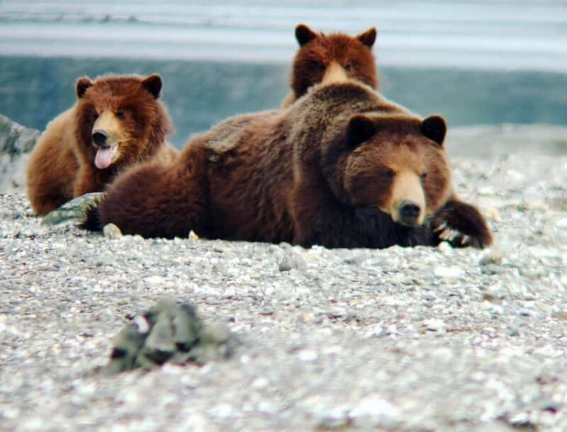 From Juneau: Pack Creek Bear Viewing Adventure - An In-Depth Look at the Tour Experience