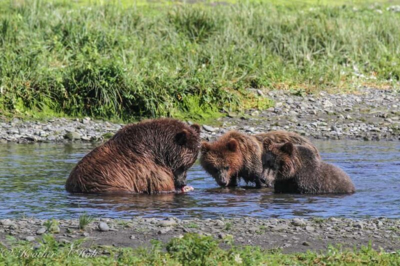 From Juneau: Pack Creek Bear Viewing Adventure - Final Thoughts