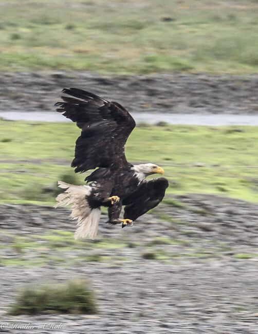 From Juneau: Pack Creek Bear Viewing Adventure - FAQ