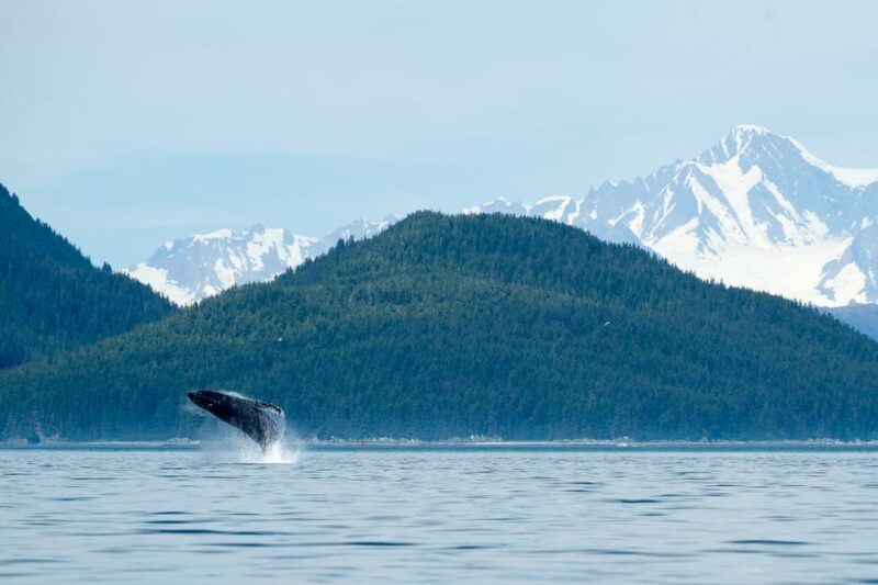 From Juneau: Whale Watching Cruise with Snacks - A Closer Look at the Experience