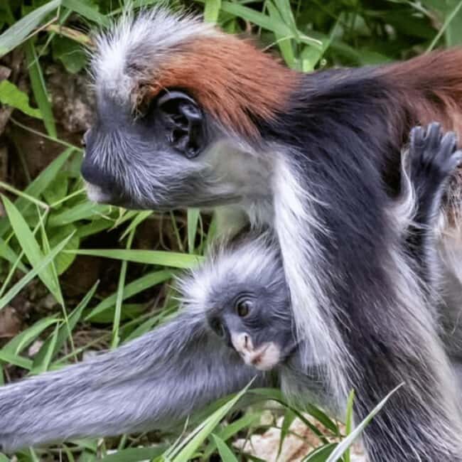 From Jungle to Stone Town: Zanzibar Nature & Heritage escape - A Closer Look at the Tour Experience