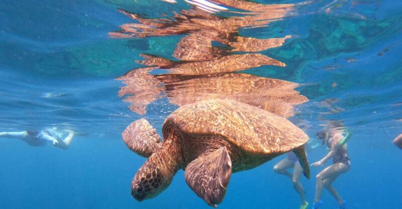 From Ka'anapali: West Maui Half-Day Snorkel Tour w/ Food - Key Points