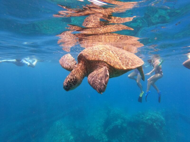 From Ka'anapali: West Maui Half-Day Snorkel Tour w/ Food - Value for Money