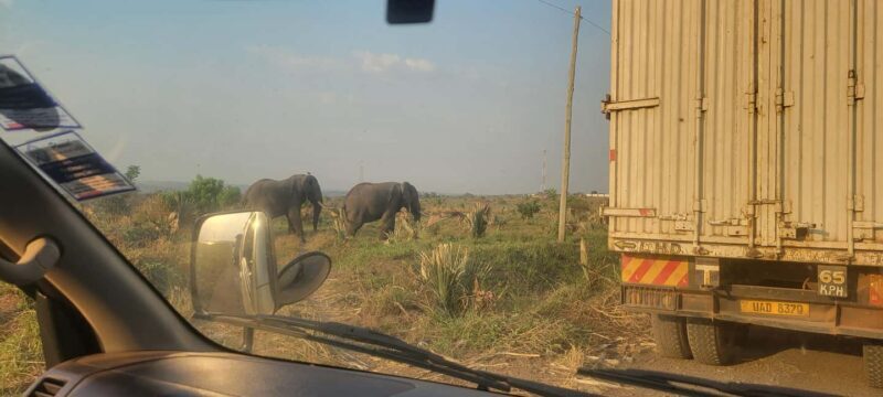From Kampala: 2-Day Murchison Falls National Park Vacation - The Sum Up