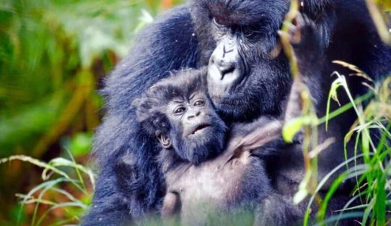 From Kampala: 3-Day Gorilla Trekking Safari to Bwindi - Key Points