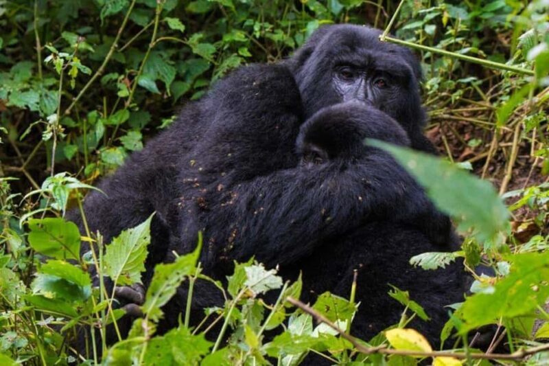 From Kampala: 3-Day Gorilla Trekking Safari to Bwindi - Why Choose This 3-Day Gorilla Safari?