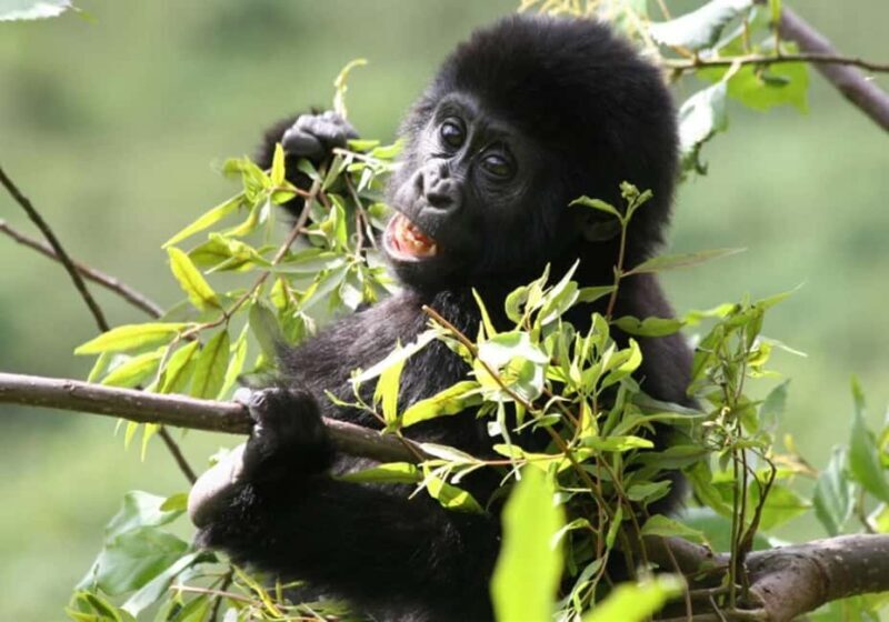 From Kampala: 3-Day Gorilla Trekking Safari to Bwindi - Transportation, Accommodation, and Pricing: What You Need to Know