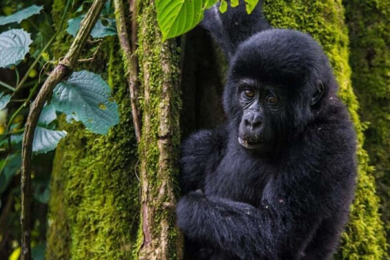 From Kampala: 3-Day Gorilla Trekking Safari to Bwindi - What to Pack and Practical Tips