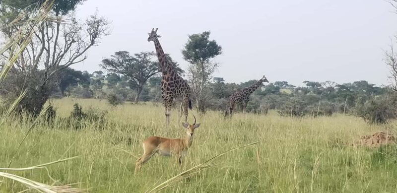 From Kampala: 3-Day Murchison Falls Safari with Rhino Trek - What to Bring and Wear