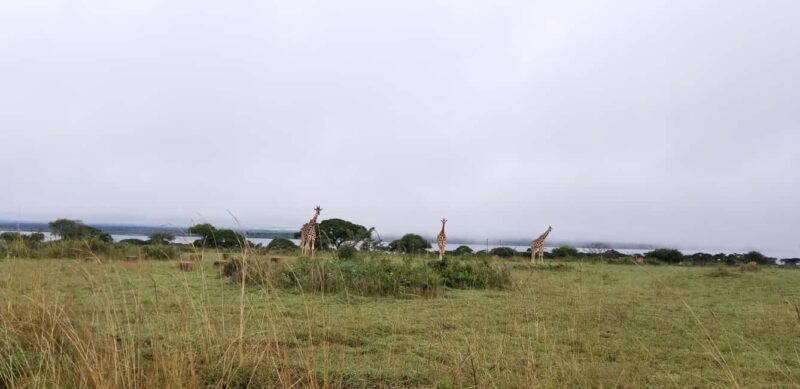 From Kampala: 3-Day Murchison Falls Safari with Rhino Trek - Who Would Enjoy This Tour?
