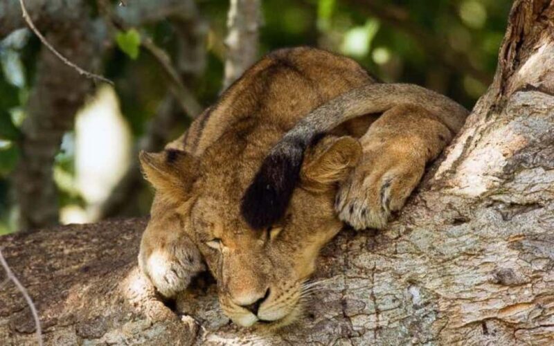 From Kampala: 3-Day Queen Elizabeth National Park Safari - Final Thoughts