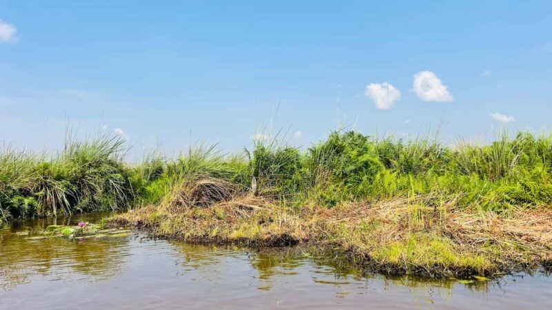From Kampala: Mabamba Swamp Birding Half-Day Tour - From Kampala: Mabamba Swamp Birding Half-Day Tour