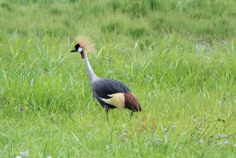 From Kampala: Mabamba Swamp Birding Half-Day Tour - The Boat Ride: A Key Highlight