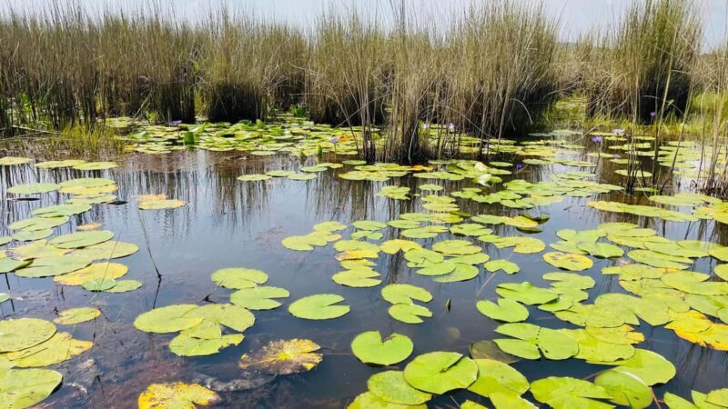 From Kampala: Mabamba Swamp Birding Half-Day Tour - Value and Price Analysis