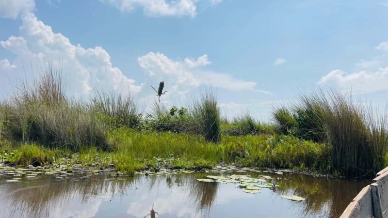From Kampala: Mabamba Swamp Birding Half-Day Tour - Practical Details