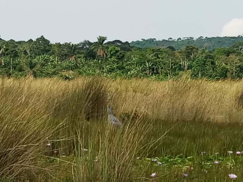 From Kampala: Mabamba Swamp Birding Half-Day Tour - The Sum Up: Is This Tour Right for You?