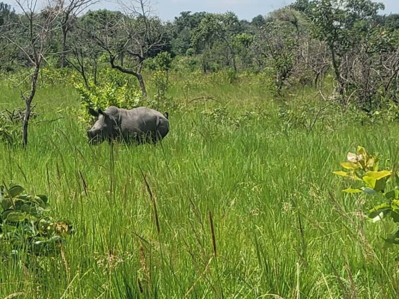 From Kampala: Ziwa Rhino Sanctuary Day Tour with Lunch - Key Points