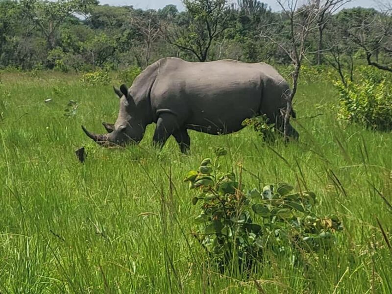 From Kampala: Ziwa Rhino Sanctuary Day Tour with Lunch - The Itinerary in Detail