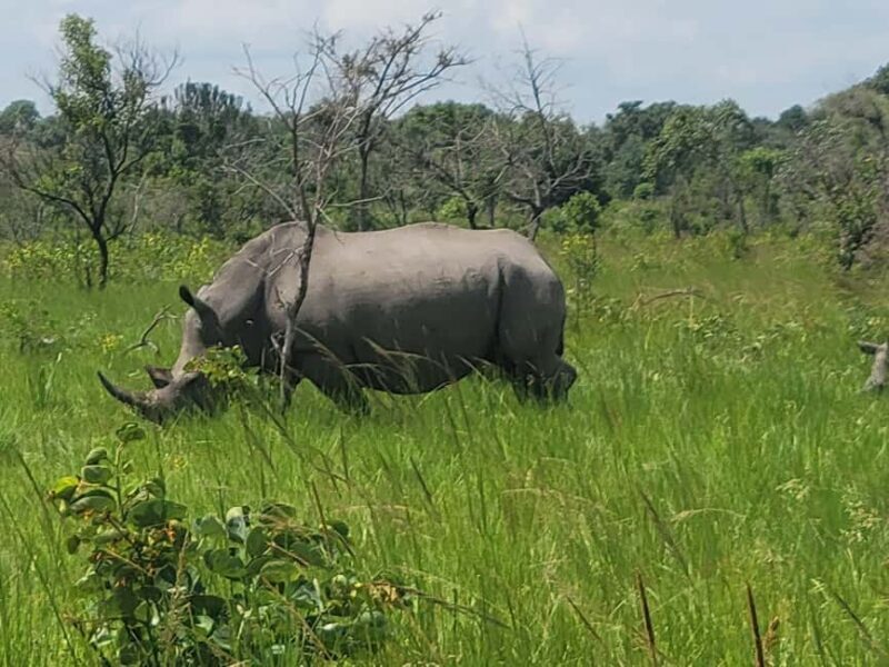 From Kampala: Ziwa Rhino Sanctuary Day Tour with Lunch - The Experience of the Tour