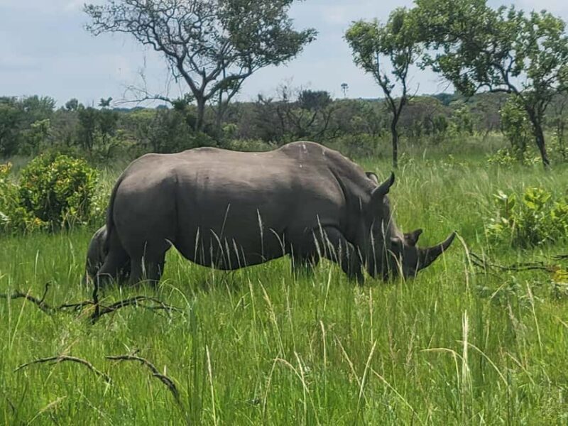 From Kampala: Ziwa Rhino Sanctuary Day Tour with Lunch - Pricing and Value