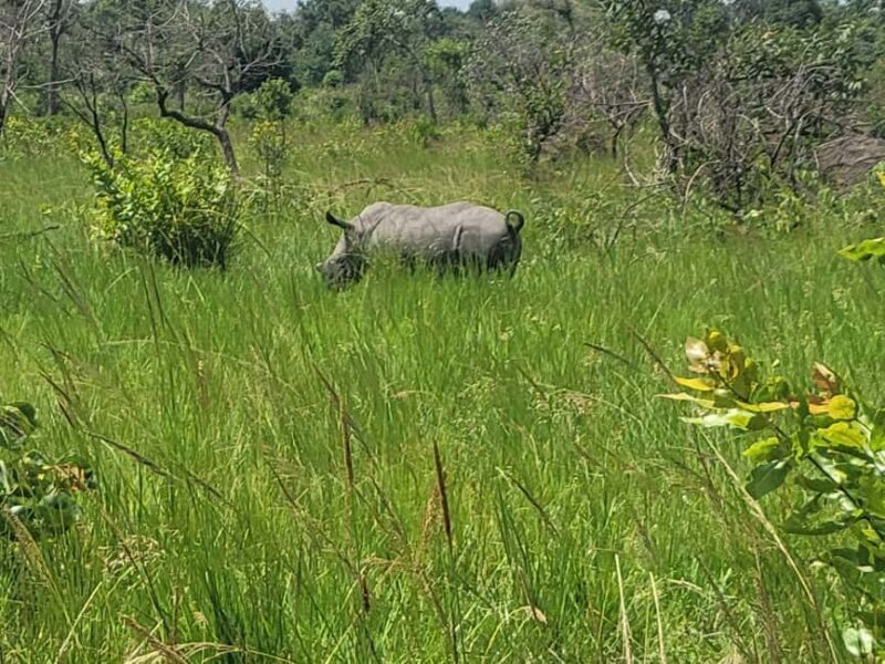 From Kampala: Ziwa Rhino Sanctuary Day Tour with Lunch - FAQ