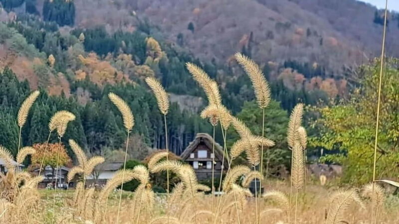 From Kanazawa/Takayama :Day Tour To Shirakawago & Takayama - The Sum Up: The Best of Both Worlds