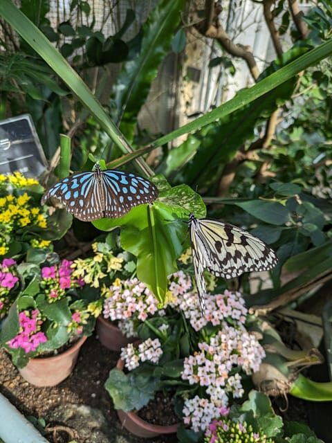 From Kanazawa: Temples, Panoramic Landscape and Butterflies - FAQs