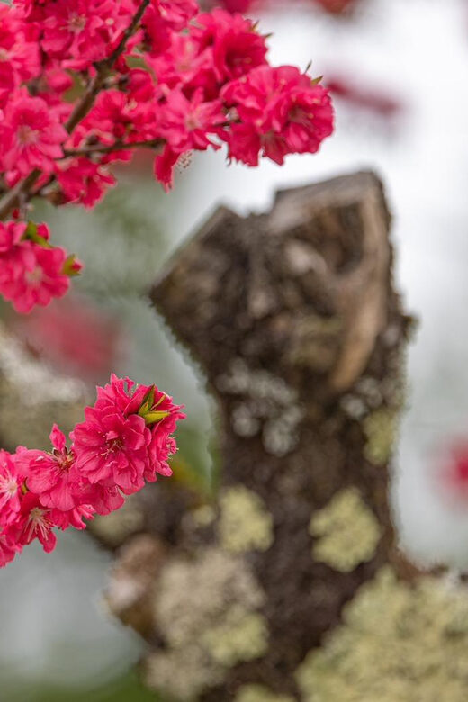 From Kanazawa/Toyama: Shirakawago and Takayama Day Tour - Who Will Love This Tour?