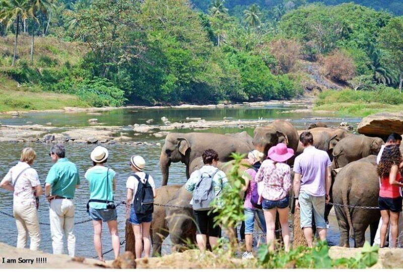 From Kandy: All Inclusive Kandy, Pinnawala & Tea Plantation - An In-Depth Look at the Tour Experience