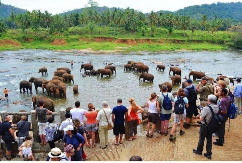 From Kandy: All Inclusive Kandy, Pinnawala & Tea Plantation - The Value Proposition