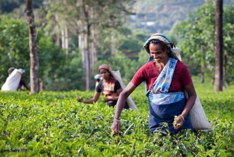 From Kandy: All Inclusive Kandy, Pinnawala & Tea Plantation - Frequently Asked Questions