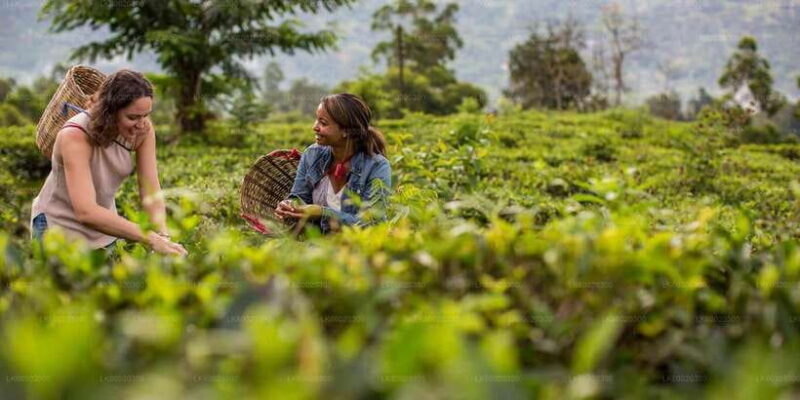 From Kandy: Nuwara Eliya by Train - The Real-World Experience: What Travelers Say