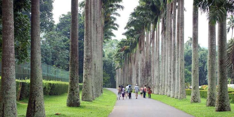 From Kandy: Pinnawala Day Tour - What This Tour Offers at a Glance