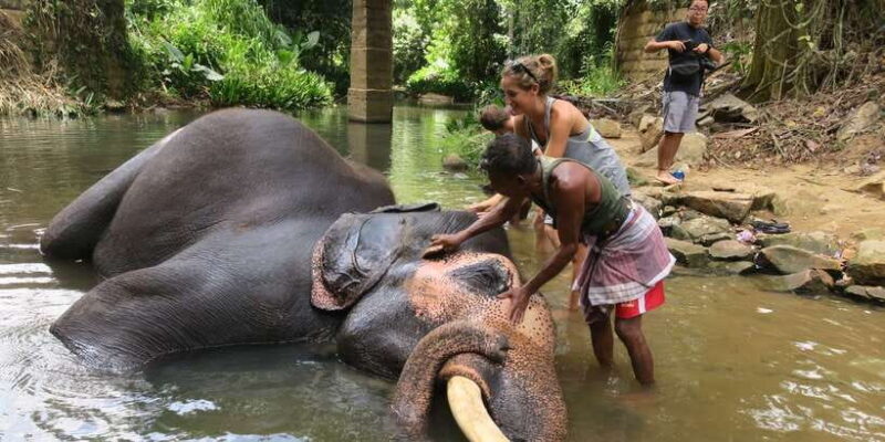 From Kandy: Pinnawala Day Tour - Why Travelers Rave About This Tour