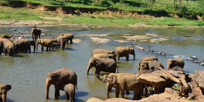 From Kandy: Pinnawala Day Tour - Cost and Value