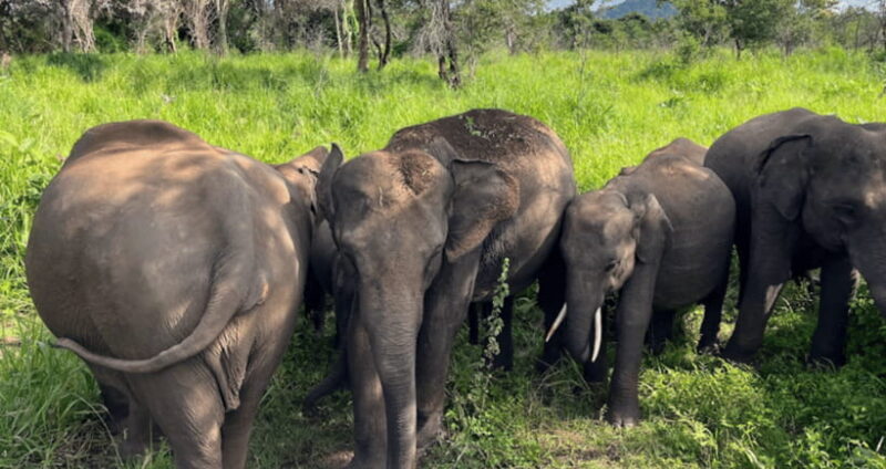 From Kandy: Sigiriya Rock Fortress and Wildlife Safari - FAQ