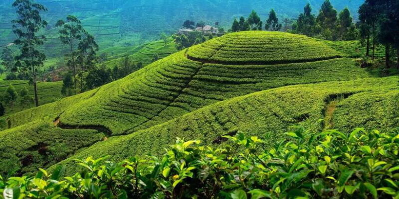 From Kandy To Nuwara Eliya Drop Tour - Private Tour - The Experience of the Guides and Drivers