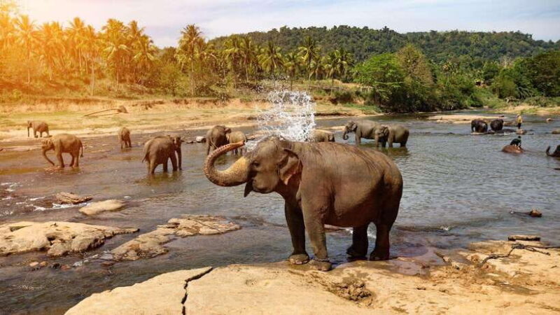 From Kandy To Pinnawala Private Day Tour via Ambuluwawa - Key Points