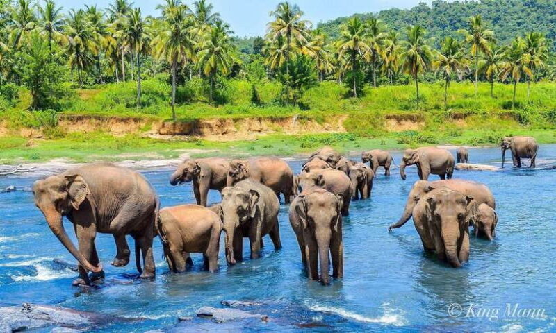 From Kandy To Pinnawala Private Day Tour via Ambuluwawa - Exploring the Pinnawala Elephant Orphanage