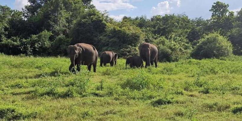 From Kandy to Sigiriya Day Tuk Tuk Trip - An In-Depth Look at the Itinerary