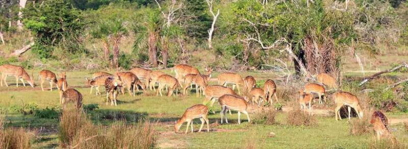 From Kandy: Wilpattu National Park Safari with Hotel Pickup - Key Points