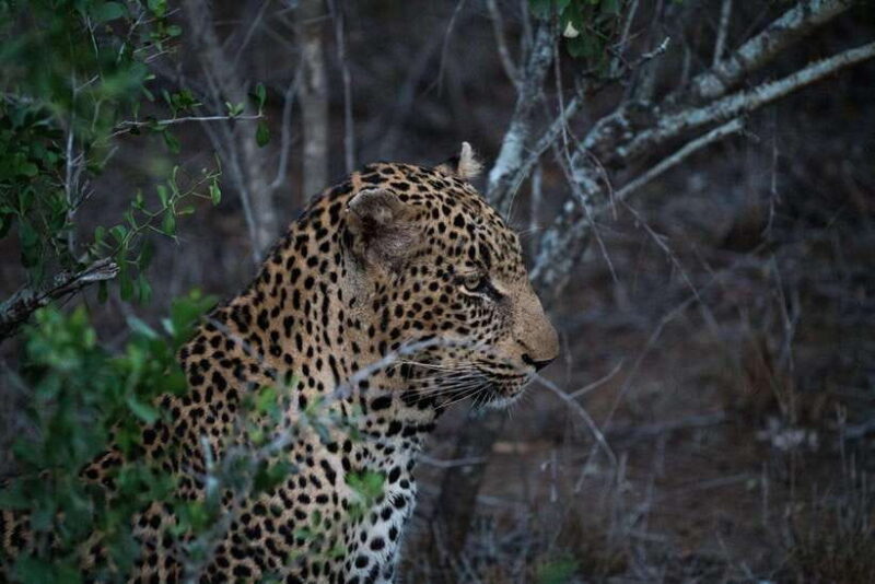 From Kandy: Wilpattu National Park Safari with Hotel Pickup - Who Will Love This Tour?